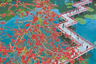 東山湖公園九曲橋旁的木棉花鮮艷綻放，游客也漸漸多了。