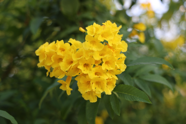 黃鐘花