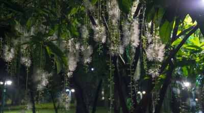 玉蕊花盛開，來這兒邂逅仲夏月夜綻放的精靈