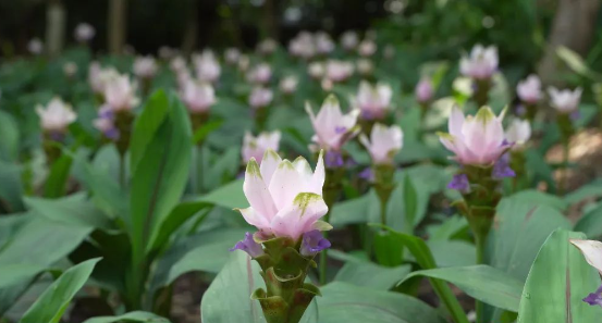姜荷花