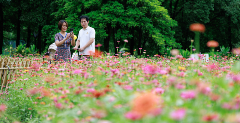 免費(fèi)開放！廣州黃埔創(chuàng)新公園百日草花海盛放